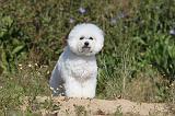 BICHON FRISE 280